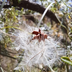 Clematis leptophylla at Hackett, ACT - 13 Jan 2023 10:45 AM