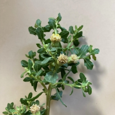 Baccharis pilularis (Coyote Brush) at Red Hill, ACT - 13 Jan 2023 by SilkeSma