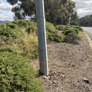 Baccharis pilularis at Red Hill, ACT - 13 Jan 2023 03:58 PM