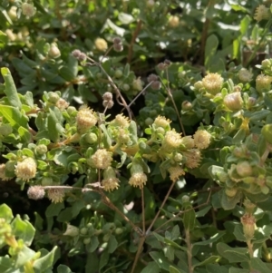 Baccharis pilularis at Red Hill, ACT - 13 Jan 2023