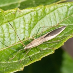 Mutusca brevicornis at Acton, ACT - 13 Jan 2023