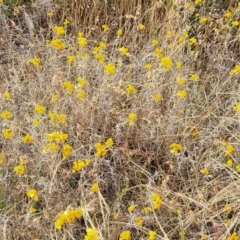 Chrysocephalum apiculatum (Common Everlasting) at Gundaroo, NSW - 13 Jan 2023 by trevorpreston