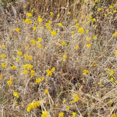 Chrysocephalum apiculatum (Common Everlasting) at Gundaroo, NSW - 13 Jan 2023 by trevorpreston