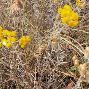 Chrysocephalum apiculatum at Gundaroo, NSW - 13 Jan 2023 09:05 AM