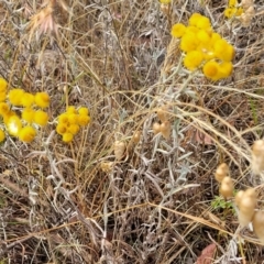 Chrysocephalum apiculatum at Gundaroo, NSW - 13 Jan 2023