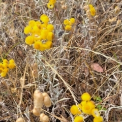 Chrysocephalum apiculatum at Gundaroo, NSW - 13 Jan 2023