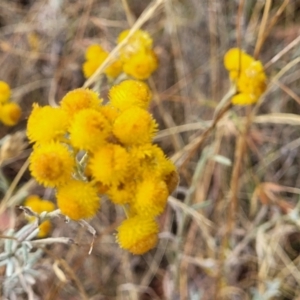 Chrysocephalum apiculatum at Gundaroo, NSW - 13 Jan 2023