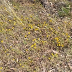 Chrysocephalum apiculatum (Common Everlasting) at Gundaroo, NSW - 13 Jan 2023 by trevorpreston