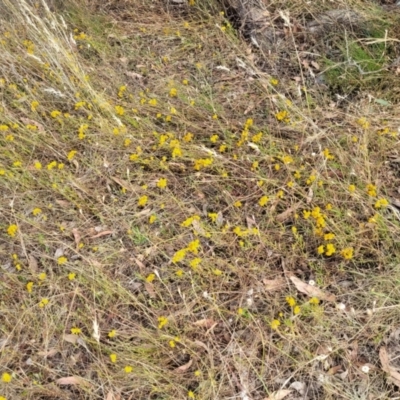 Chrysocephalum apiculatum (Common Everlasting) at Gundaroo, NSW - 12 Jan 2023 by trevorpreston