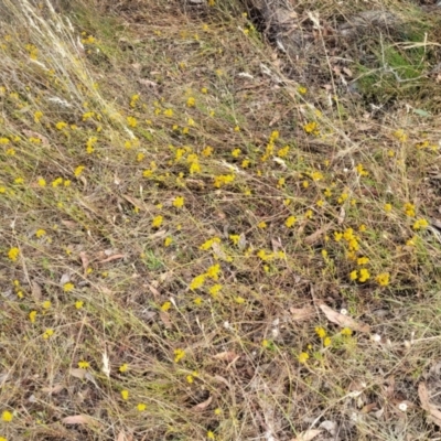 Chrysocephalum apiculatum (Common Everlasting) at Mcleods Creek Res (Gundaroo) - 12 Jan 2023 by trevorpreston