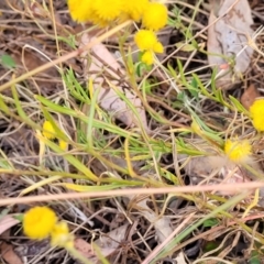 Chrysocephalum apiculatum at Gundaroo, NSW - 13 Jan 2023