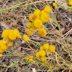 Chrysocephalum apiculatum at Gundaroo, NSW - 13 Jan 2023