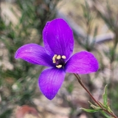 Cheiranthera linearis (Finger Flower) at Gundaroo, NSW - 13 Jan 2023 by trevorpreston