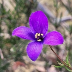 Cheiranthera linearis at Gundaroo, NSW - 13 Jan 2023 09:03 AM