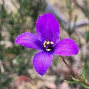 Cheiranthera linearis at Gundaroo, NSW - 13 Jan 2023 09:03 AM