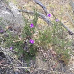 Cheiranthera linearis at Gundaroo, NSW - 13 Jan 2023 09:03 AM