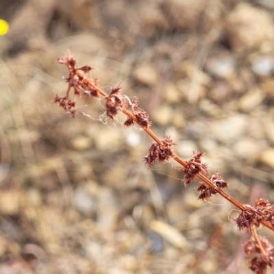 Rumex brownii (Slender Dock) at Gundaroo, NSW - 13 Jan 2023 by trevorpreston