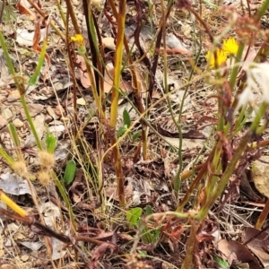 Rumex brownii at Gundaroo, NSW - 13 Jan 2023