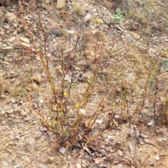 Rumex brownii at Gundaroo, NSW - 13 Jan 2023