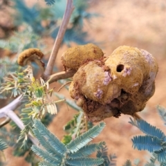 Uromycladium (genus) (A gall forming rust fungus) at Gundaroo, NSW - 13 Jan 2023 by trevorpreston