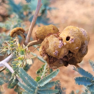 Uromycladium sp. (A gall forming rust fungus) at Mcleods Creek Res (Gundaroo) - 12 Jan 2023 by trevorpreston