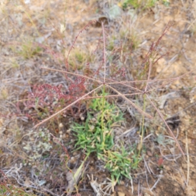 Chloris truncata (Windmill Grass) at Gundaroo, NSW - 13 Jan 2023 by trevorpreston