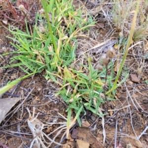 Chloris truncata at Gundaroo, NSW - 13 Jan 2023