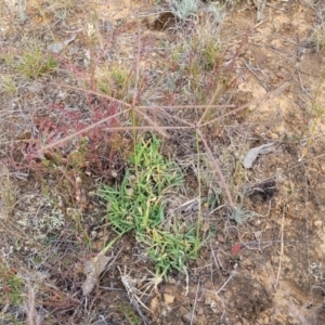 Chloris truncata at Gundaroo, NSW - 13 Jan 2023
