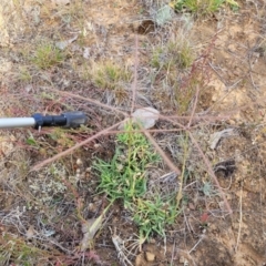 Chloris truncata at Gundaroo, NSW - 13 Jan 2023 08:59 AM