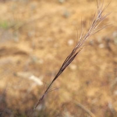 Aristida ramosa (Purple Wire Grass) at Gundaroo, NSW - 13 Jan 2023 by trevorpreston