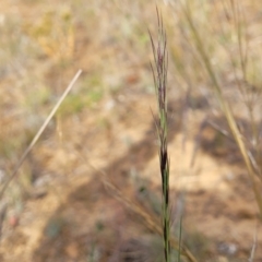 Aristida ramosa at Gundaroo, NSW - 13 Jan 2023