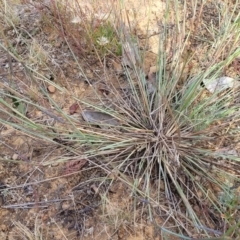 Aristida ramosa at Gundaroo, NSW - 13 Jan 2023