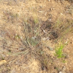 Aristida ramosa at Gundaroo, NSW - 13 Jan 2023