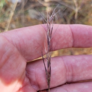 Aristida ramosa at Gundaroo, NSW - 13 Jan 2023