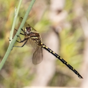 Synthemis eustalacta at Paddys River, ACT - 9 Jan 2023 09:51 AM