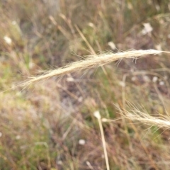 Dichelachne crinita (Long-hair Plume Grass) at Mcleods Creek Res (Gundaroo) - 12 Jan 2023 by trevorpreston