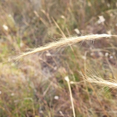 Dichelachne crinita (Long-hair Plume Grass) at Gundaroo, NSW - 13 Jan 2023 by trevorpreston