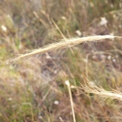 Dichelachne crinita at Gundaroo, NSW - 13 Jan 2023 08:56 AM