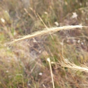 Dichelachne crinita at Gundaroo, NSW - 13 Jan 2023