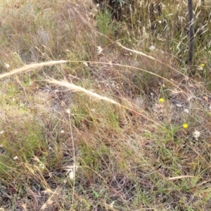 Dichelachne crinita at Gundaroo, NSW - 13 Jan 2023