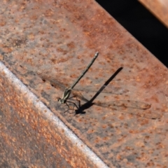 Austroargiolestes icteromelas (Common Flatwing) at Bullen Range - 8 Jan 2023 by SWishart