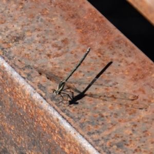 Austroargiolestes icteromelas at Paddys River, ACT - 9 Jan 2023