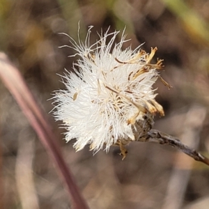 Leptorhynchos squamatus at Gundaroo, NSW - 13 Jan 2023