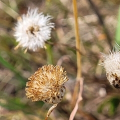 Leptorhynchos squamatus at Gundaroo, NSW - 13 Jan 2023