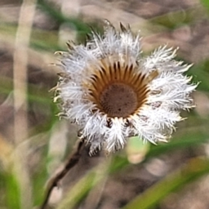 Leptorhynchos squamatus at Gundaroo, NSW - 13 Jan 2023