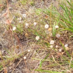 Leptorhynchos squamatus at Gundaroo, NSW - 13 Jan 2023