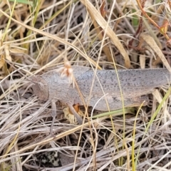 Goniaea australasiae (Gumleaf grasshopper) at Mcleods Creek Res (Gundaroo) - 12 Jan 2023 by trevorpreston