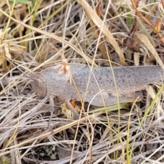 Goniaea australasiae (Gumleaf grasshopper) at Gundaroo, NSW - 13 Jan 2023 by trevorpreston