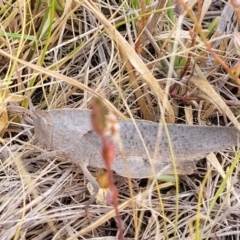 Goniaea australasiae at Gundaroo, NSW - 13 Jan 2023