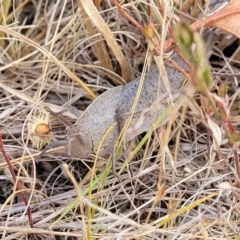 Goniaea australasiae at Gundaroo, NSW - 13 Jan 2023